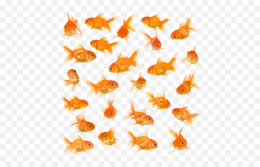 Download Little Fish Big Swimming - Goldfish Background Big Size Png,Fish Swimming Png