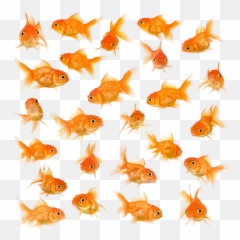 Download Little Fish Big Swimming - Goldfish Background Big Size Png,Fish Swimming Png
