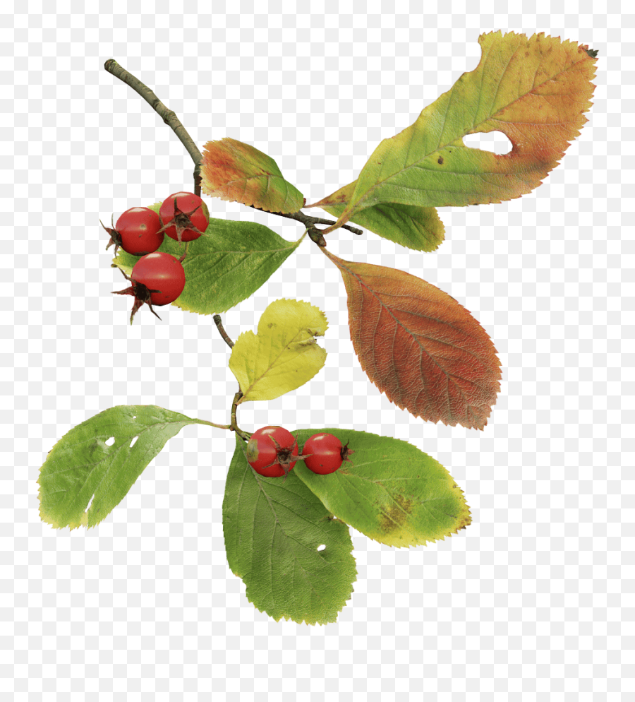 Cockspur Hawthorn - Cherry Png,Twigs Png