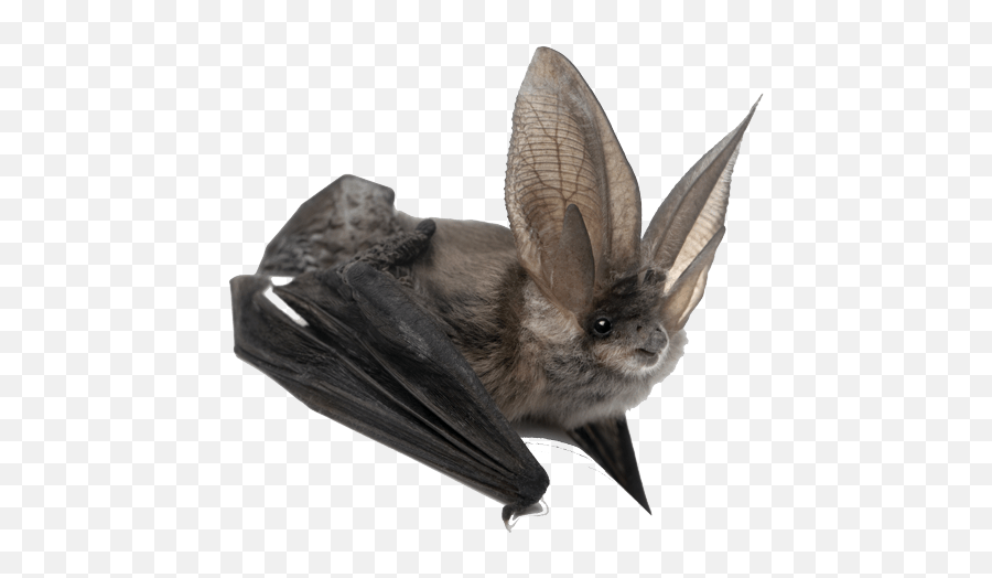 Bat Png - Amazing Animals Bats,Animals Transparent Background