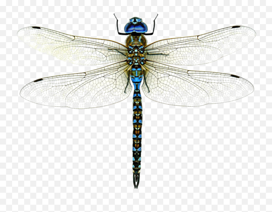 Dragonfly Png High - Insect Starting With D,Dragonfly Png