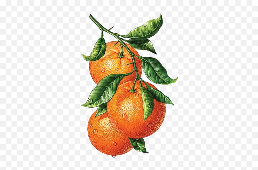 Oranges - Png Transparency Overlay For Personal Use Naranjas Pintadas En Acuarela,Orange Fruit Png