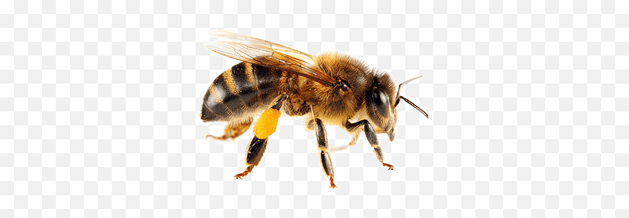 Isolated Bee Transparent Png - Honey Bee Png Transparent,Bee Transparent Background