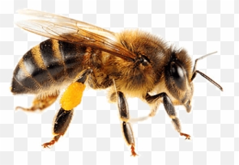 Isolated Bee Transparent Png - Honey
