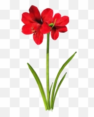 Library Of White Carnation Flower Clip Art Download Png - Amaryllis Clipart