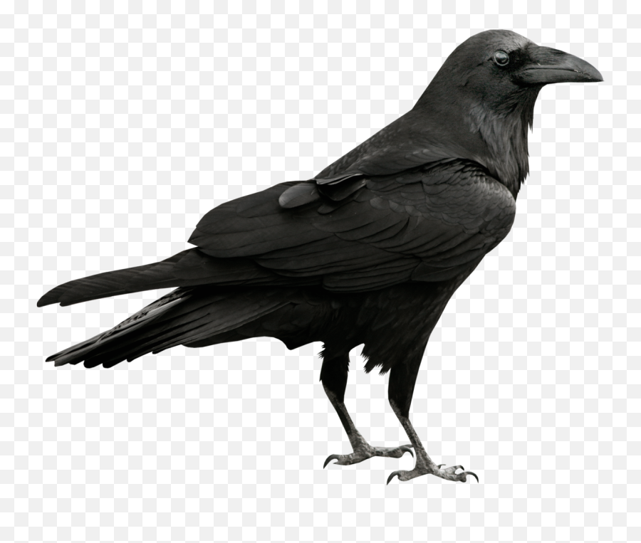 Free - Raven Png,Crow Transparent