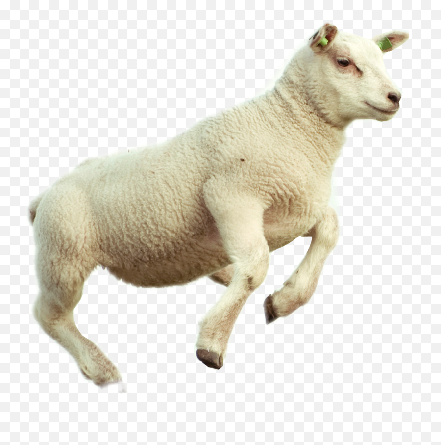 Download Lamb Png Image With No - Sheep Jump,Lamb Png