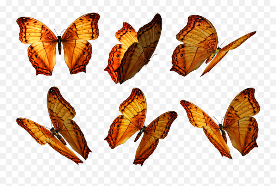 Transparent Butterfly Png Picture 483629 - Butterflies Png Free,Real Butterfly Png