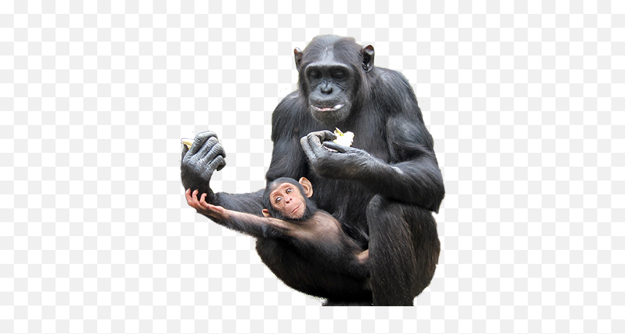 Chimfunshi - Chimpanzés Png,Chimp Png