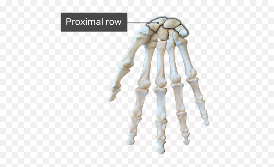 Hand And Wrist Bones - Anterior Palmar View Bones Of Hand Anterior View Png,Skeleton Hand Png