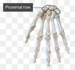 Hand And Wrist Bones - Anterior Palmar View Bones Of Hand Anterior View Png,Skeleton Hand Png