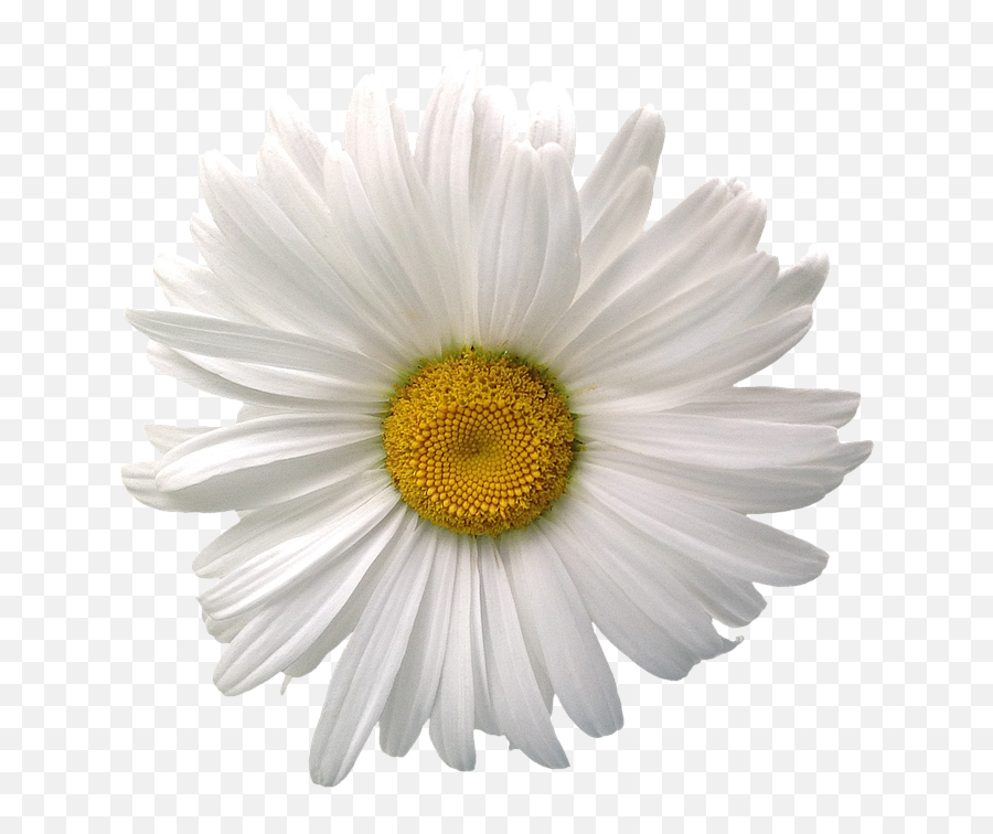 Margarita Flor Png 3 Image - Daisy Flower White Background,Margarita Png