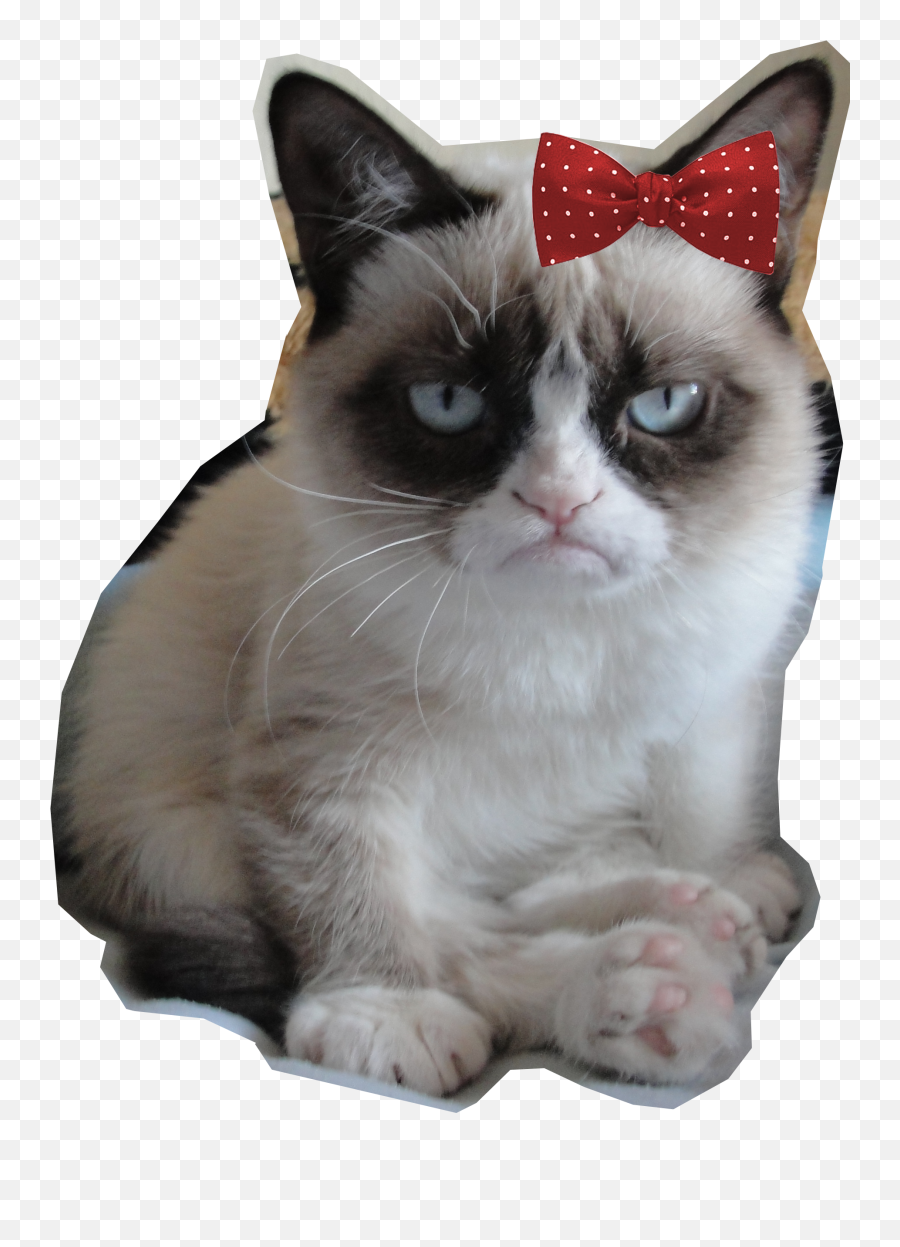 Grumpy Png - Grumpy Cat Is My Spirit Animal,Grumpy Png