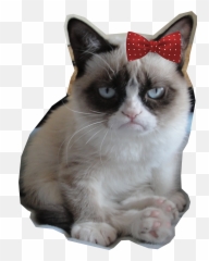 Grumpy Png - Grumpy Cat Is My Spirit Animal,Grumpy Png