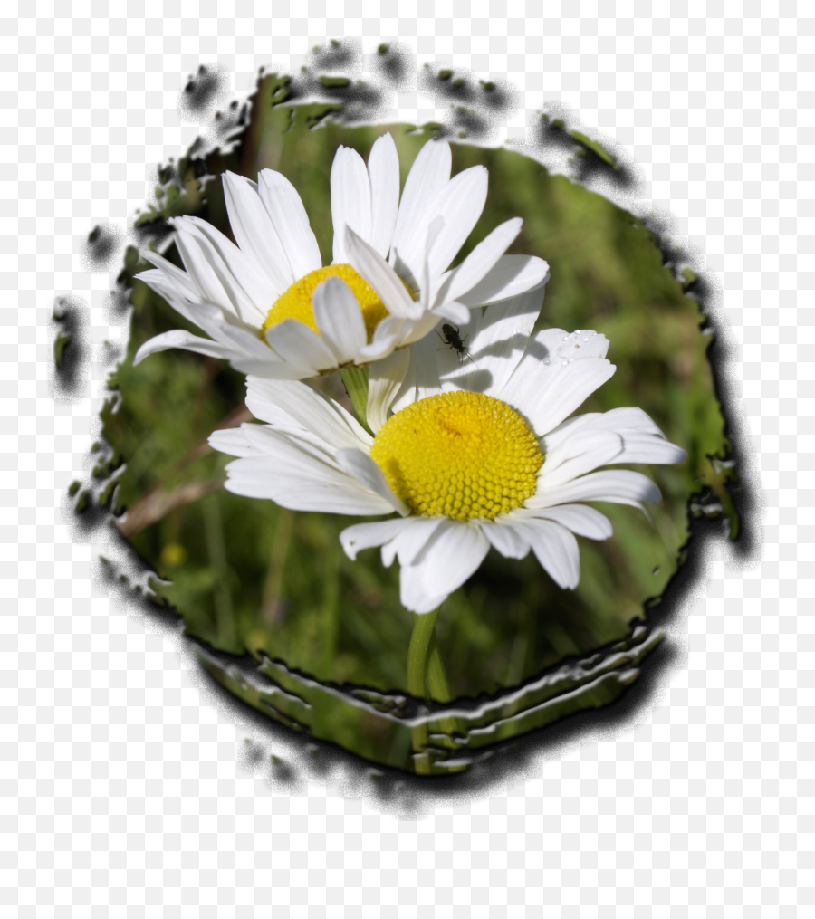Photo Of Two Daisies Free Image - Plants Png,Daisies Png