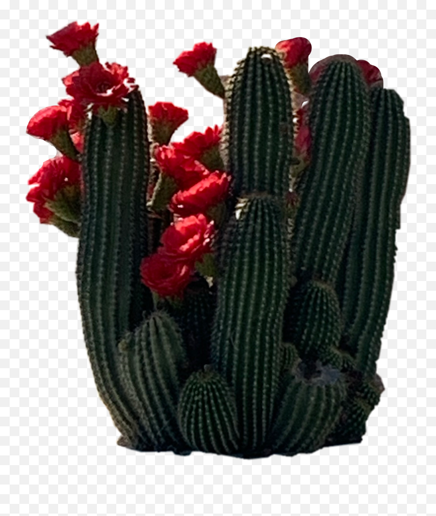 Cacti Cactus Cactuses Image By Rorolondoofficial - Acanthocereus Tetragonus Png,Cactus Transparent