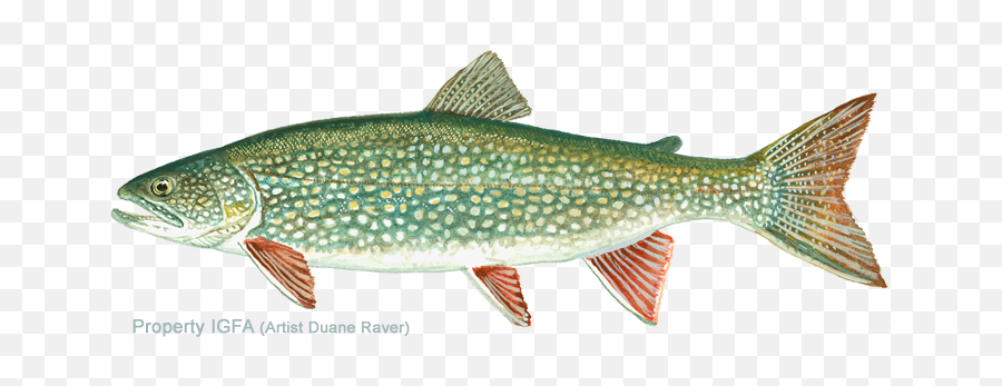 Lake Trout Png Picture - Lake Trout,Trout Png