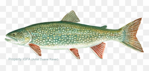 Lake Trout Png Picture - Lake Trout,Trout Png