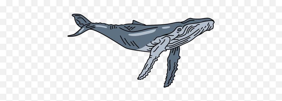 Blue Whale Sea Animal Stroke - Humpback Whale Png,Blue Whale Png