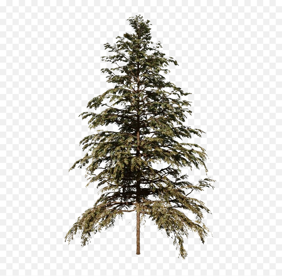 Cedar Tree Png Hd - Cedar Tree Png,Dollar Tree Png