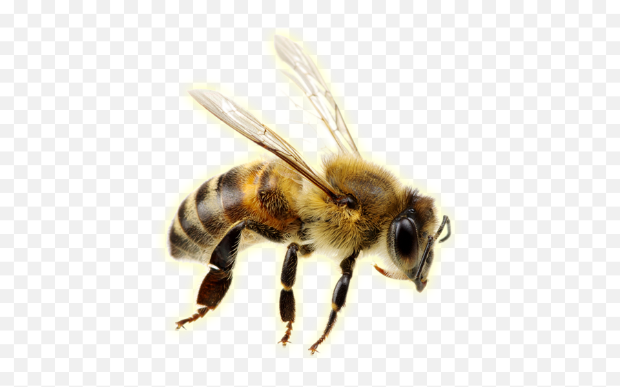 Bee Removal - Azex Pest Solutions Porque Las Abejas Son Tan Importantes Png,Transparent Bee
