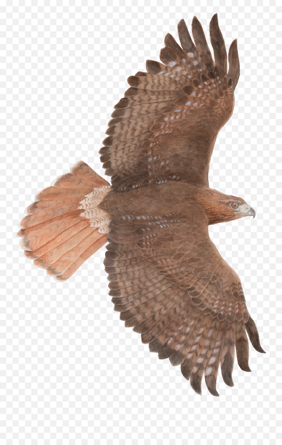 Download Red - Hawk In Flight Drawing Png,Hawk Png
