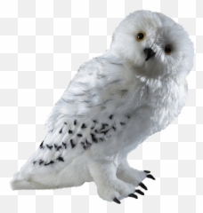 Harry Potter Hedwig Collector Plush Png - Harry Potter Owl Png,Hedwig Png