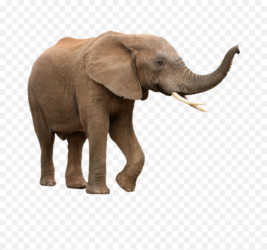 Transparent Elephant Png Free - Elephant With White Background,Elephant Transparent Background