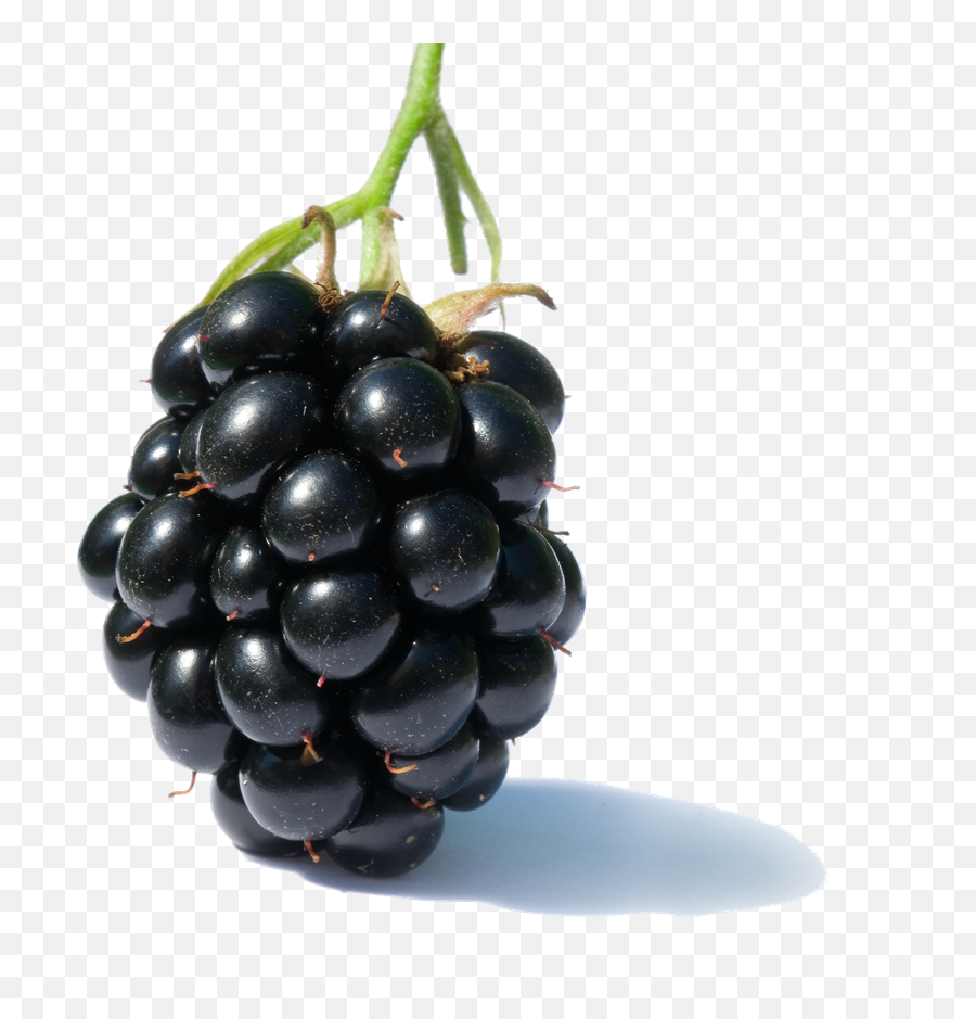 Blackberry Fruit Free Png Image - Jamun Fruit English Name,Blackberries Png
