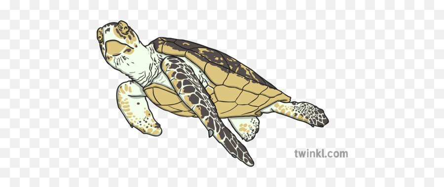 Hawksbill Turtle Illustration - Twinkl Tortuga Carey Ilustracion Png,Turtles Png