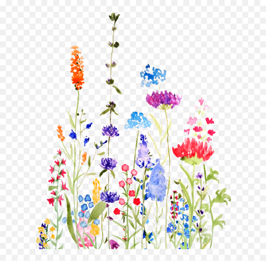 Colorful Wild Flowers Watercolor - Floral Png,Wildflowers Png