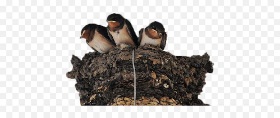 Nest Png Photo Image - Swallow,Nest Png
