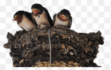 Nest Png Photo Image - Swallow,Nest Png