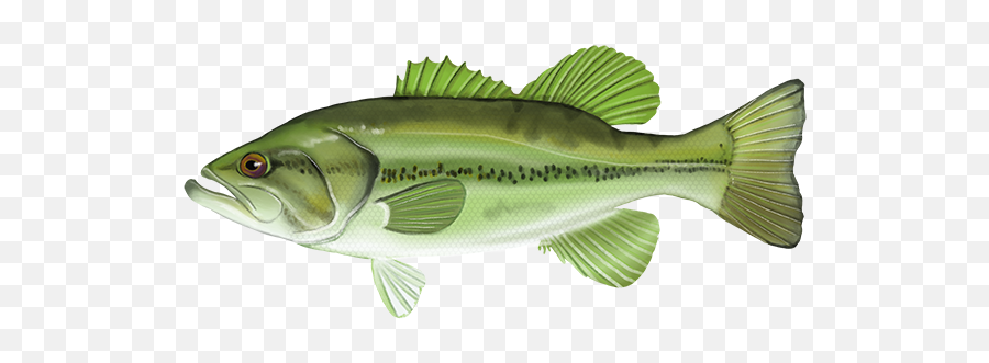 Fish Database - Bass Png,Largemouth Bass Png