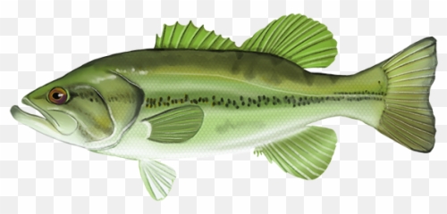 Fish Database - Bass png