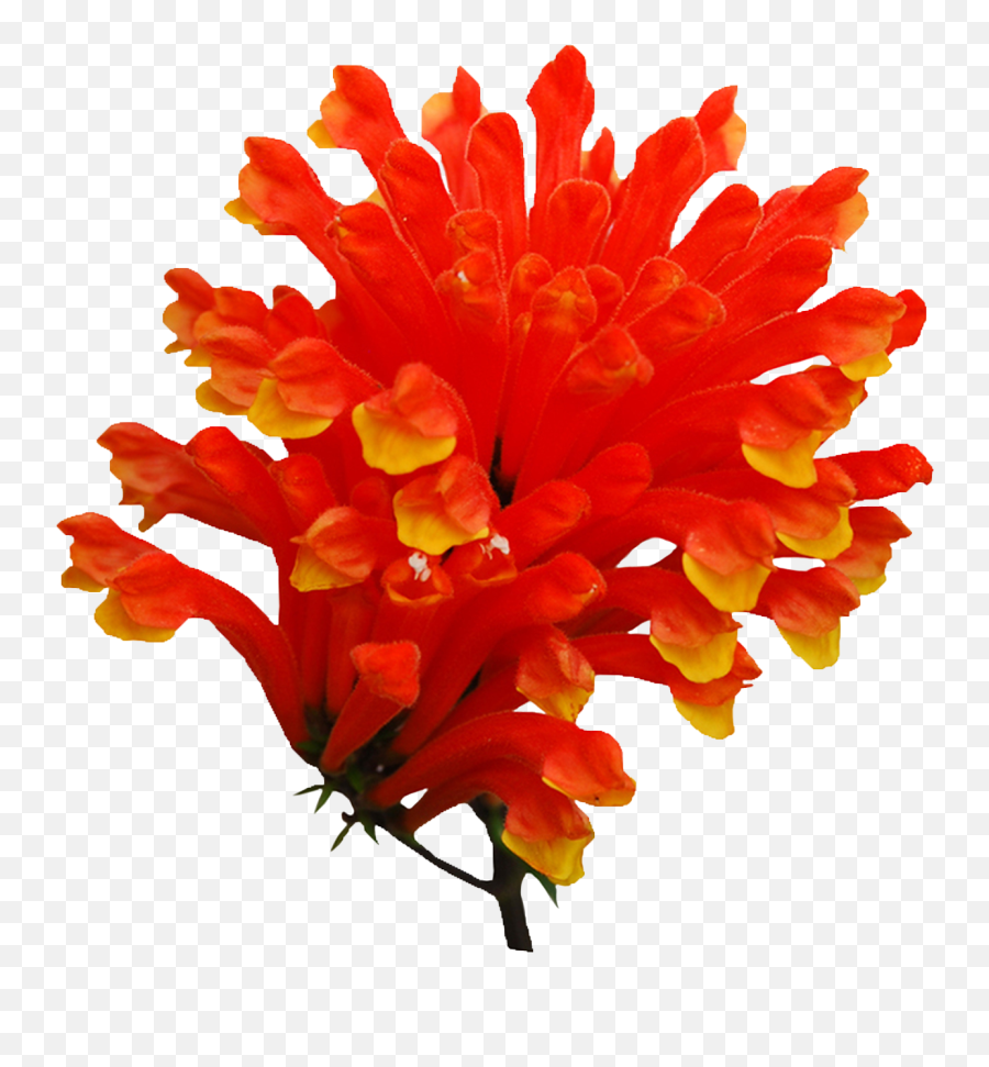 Free Png Flowers - Konfest,Orange Flowers Png