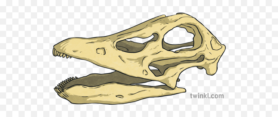 Diplodocus Skull Dinosaur Bones Ar Twinkl Go Science - Skull Png,Dinosaur Skull Png