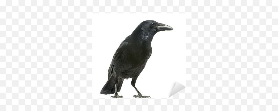 Sticker Side View Of A Carrion Crow Corvus Corone Isolated - Crow White Background Png,Carrion Icon