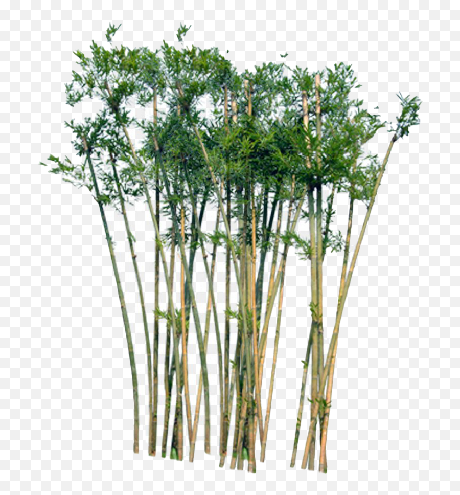 Bamboo Png Images Transparent Background Play - Transparent Bamboo Trees Png,Grass Transparent Background