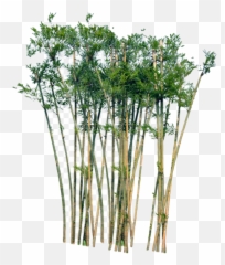 Bamboo Png Images Transparent Background Play - Trees Png