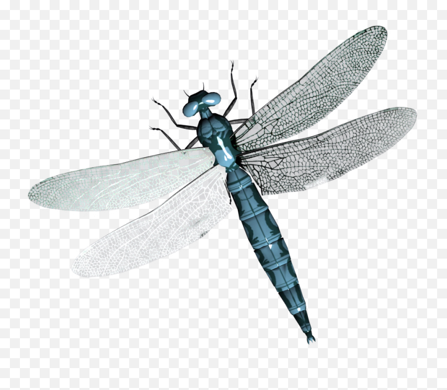 Dragonfly In Png - Transparent Background Dragonfly Transparent,Dragonfly Png