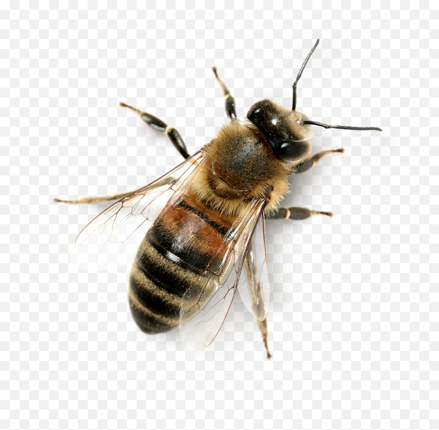 Png Hd Transparent Background Honey Bee - Transparent Background Honey Bee Png,Bee Transparent Background