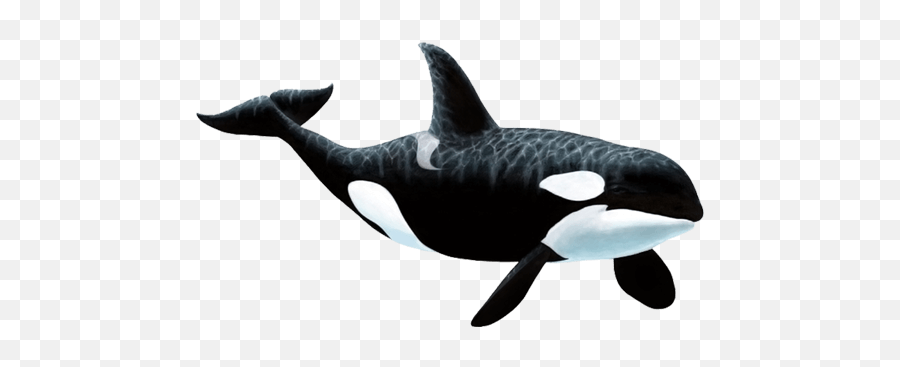 Orca Ballena Transparent Png Clipart - Transparent Killer Whale Png,Orca Png