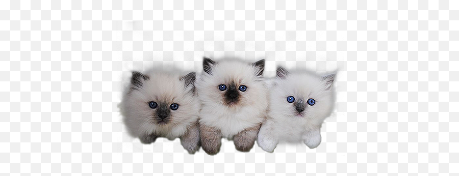 Our Kittens And Up - Coming Litters Royal City Ragdolls Kittens Png,Kittens Png