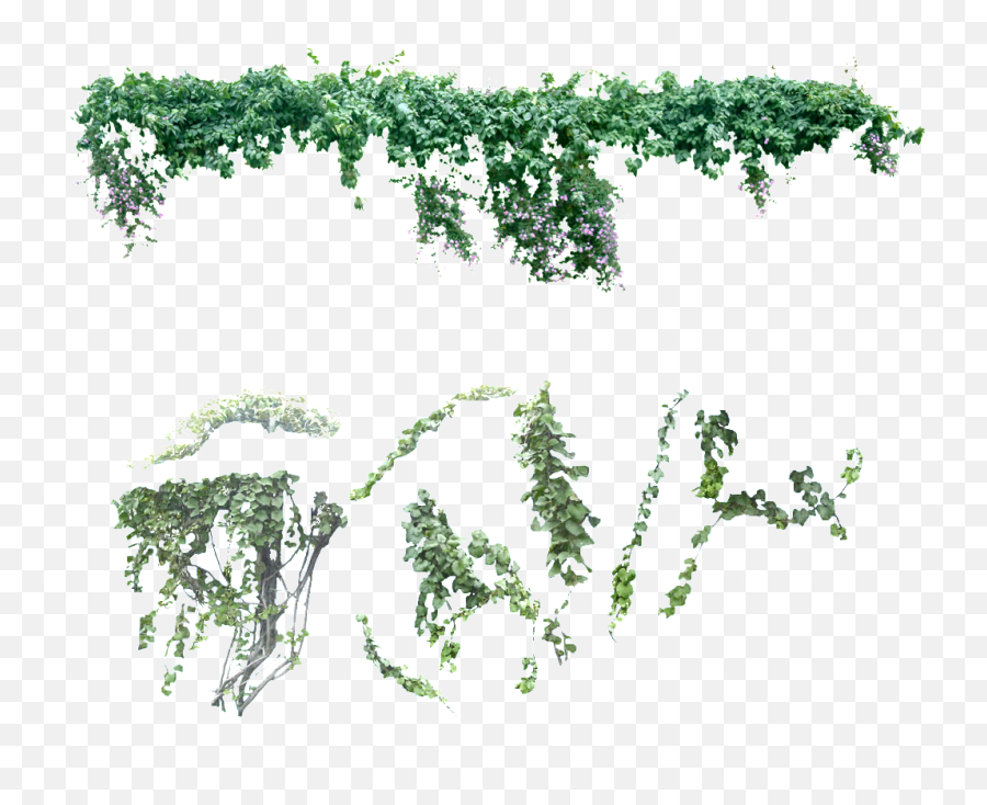Vine Png - Transparent Creeper Plant Png,Vine Png