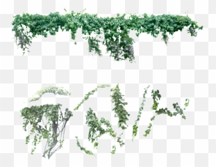 Vine Png - Transparent Creeper Plant