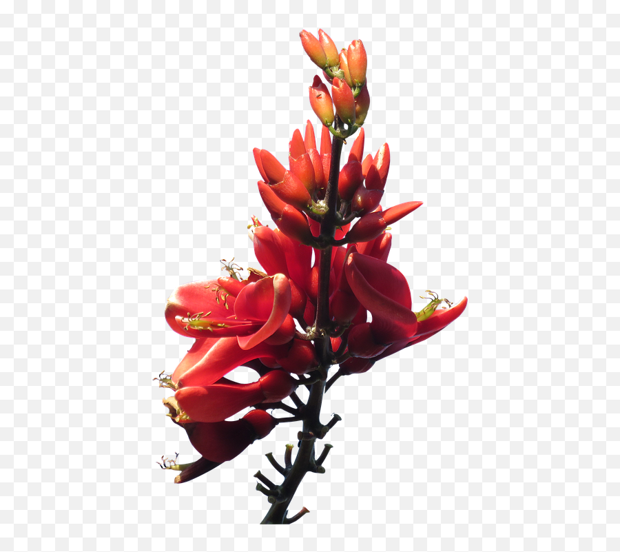 Download Red Flowers Png Pic - Australian Native Flower Png,Red Flowers Png