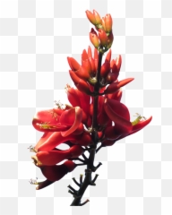 Download Red Flowers Png Pic - Australian Native