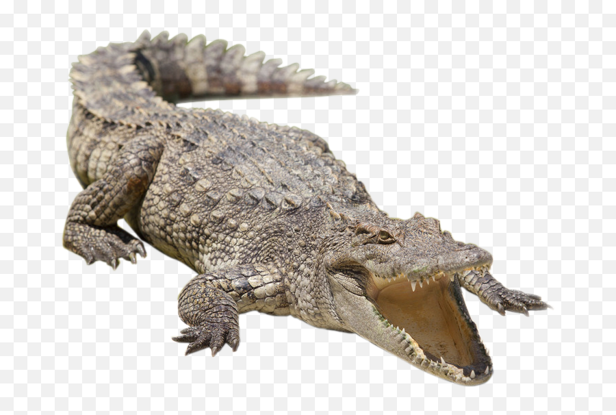 Nile Crocodile Alligator Siamese Freshwater - Nile Crocodile Png,Crocodile Png