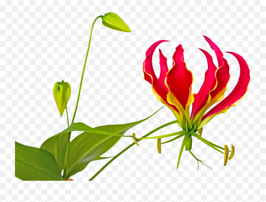 Gloriosa Rothschildiana Marginpar - Flame Lily Flower Pictures Clip Art Png,Lily Png